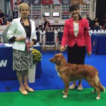 Baxter taking Best Puppy in Breed at City of Birmingham Ch show under Judy Harrington from the US.