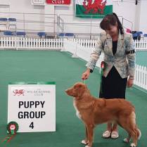 Baxter winning puppy group 4 at Welsh Kennel Club Ch show in August 2016.