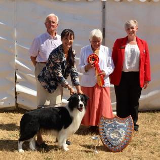 Dr Marina Shahmatova's Nashdom Unpredictable taking Reserve Best In Show at Southampton open show under Jean Lanning in 2018